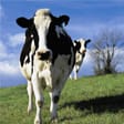 cow standing in field