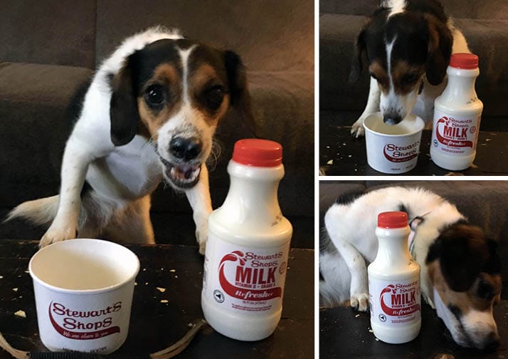 pup Willow with Stewart's cup and milk
