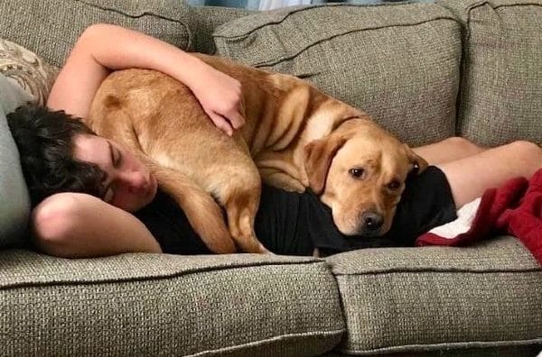 Service dog Benni laying with his owner Matthew