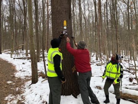 Oswego Co Search & Rescue nailing in trail marker signs