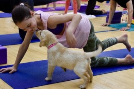 BluePath puppy helps with yoga